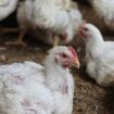 Chicken farm lays off 400 staff after bird flu decimates poultry population