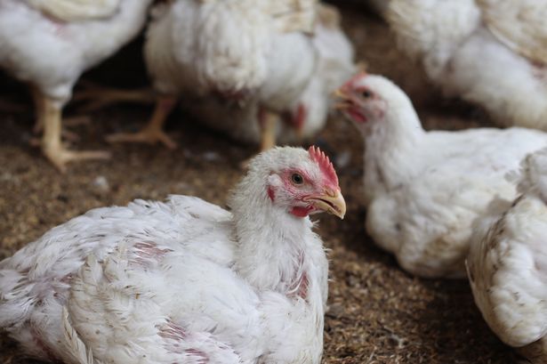 Chicken farm lays off 400 staff after bird flu decimates poultry population