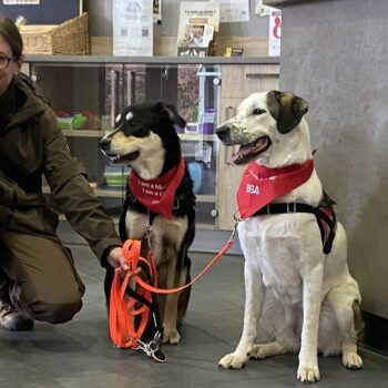 Des réserves pour les animaux: Collecte de sang à la clinique vétérinaire de Bettembourg