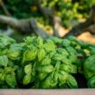 Don’t water at night and other secrets to growing great basil