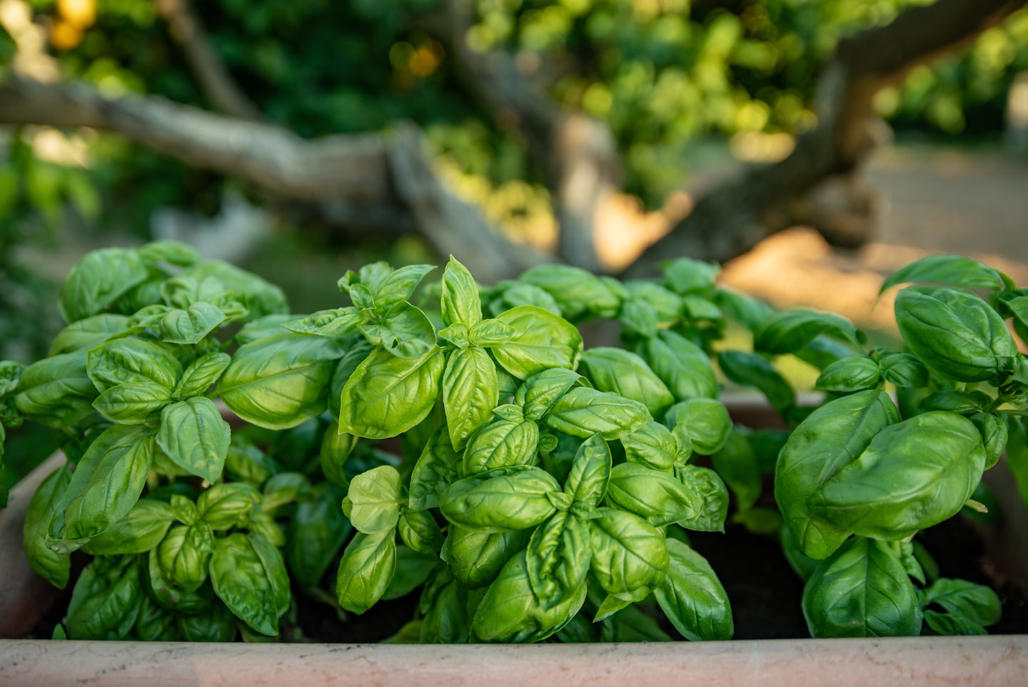 Don’t water at night and other secrets to growing great basil