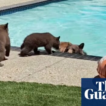 Family of bears cool off in California pool: ‘They can take a dip whenever’