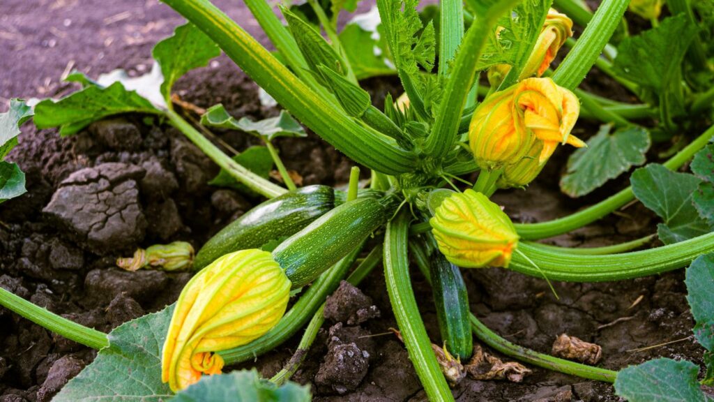 Zucchini pflanzen: Zucchinipflanze mit jungen Früchten