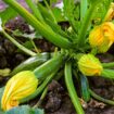 Zucchini pflanzen: Zucchinipflanze mit jungen Früchten