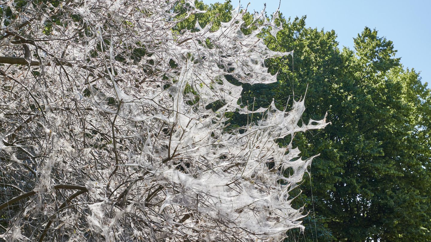 Gespinstmotten: Mysteriöse weiße Netze in Grünanlagen und Parks – ein kleines Tier steckt hinter dem "Spuk"