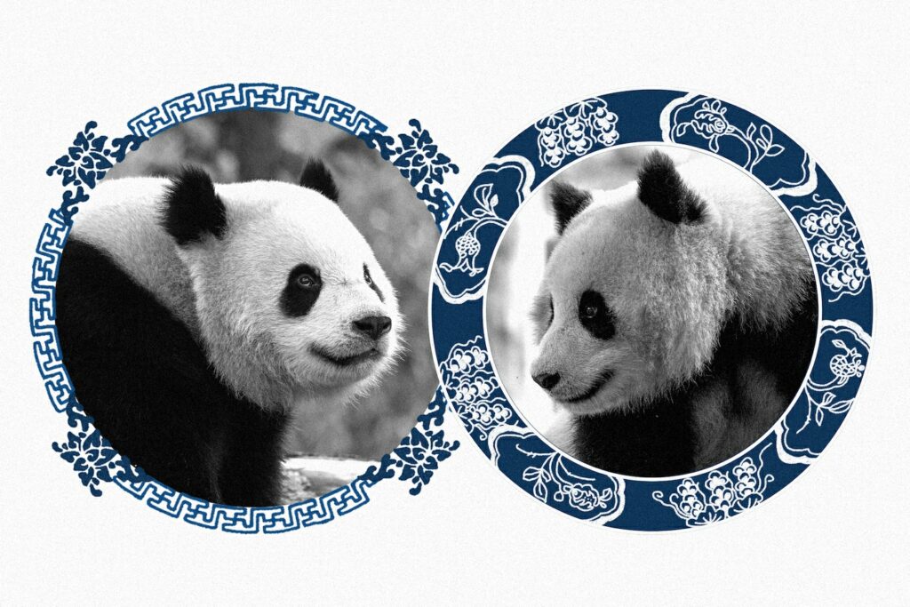 Giant pandas are returning to D.C.’s National Zoo. Meet Bao Li and Qing Bao.