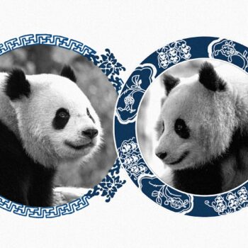 Giant pandas are returning to D.C.’s National Zoo. Meet Bao Li and Qing Bao.