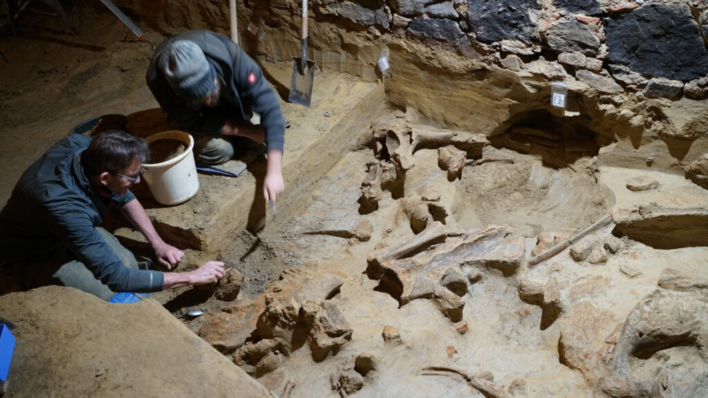 Il veut rénover sa cave à vin et y trouve des os de mammouths