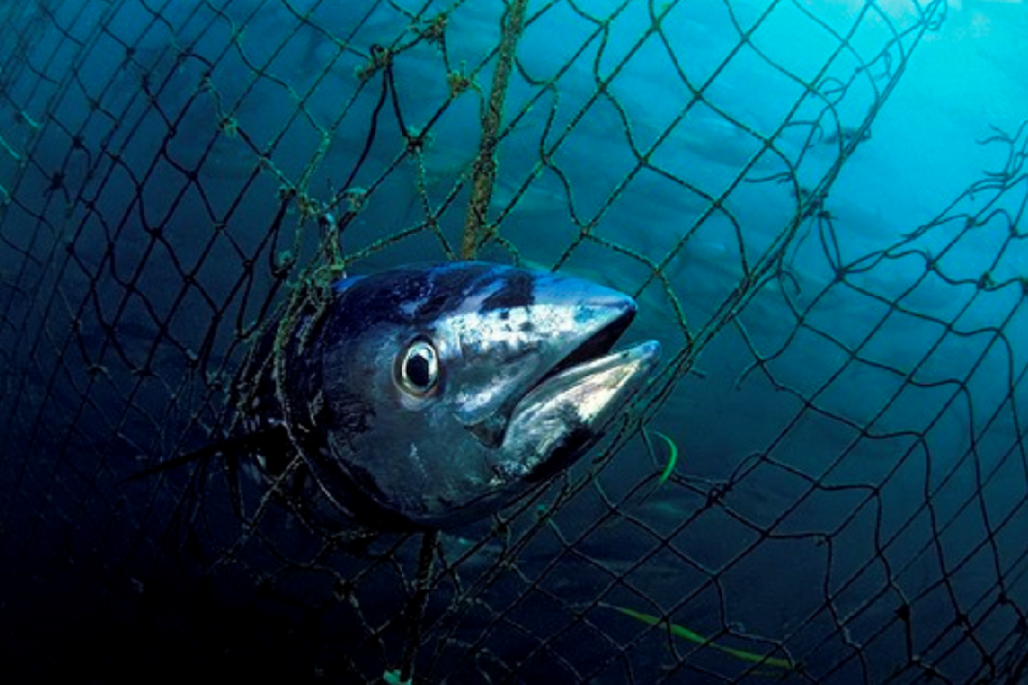 « L’Union européenne a adopté un modèle de pêche au thon néocolonial, exploitant à outrance les ressources et asservissant les économies locales »