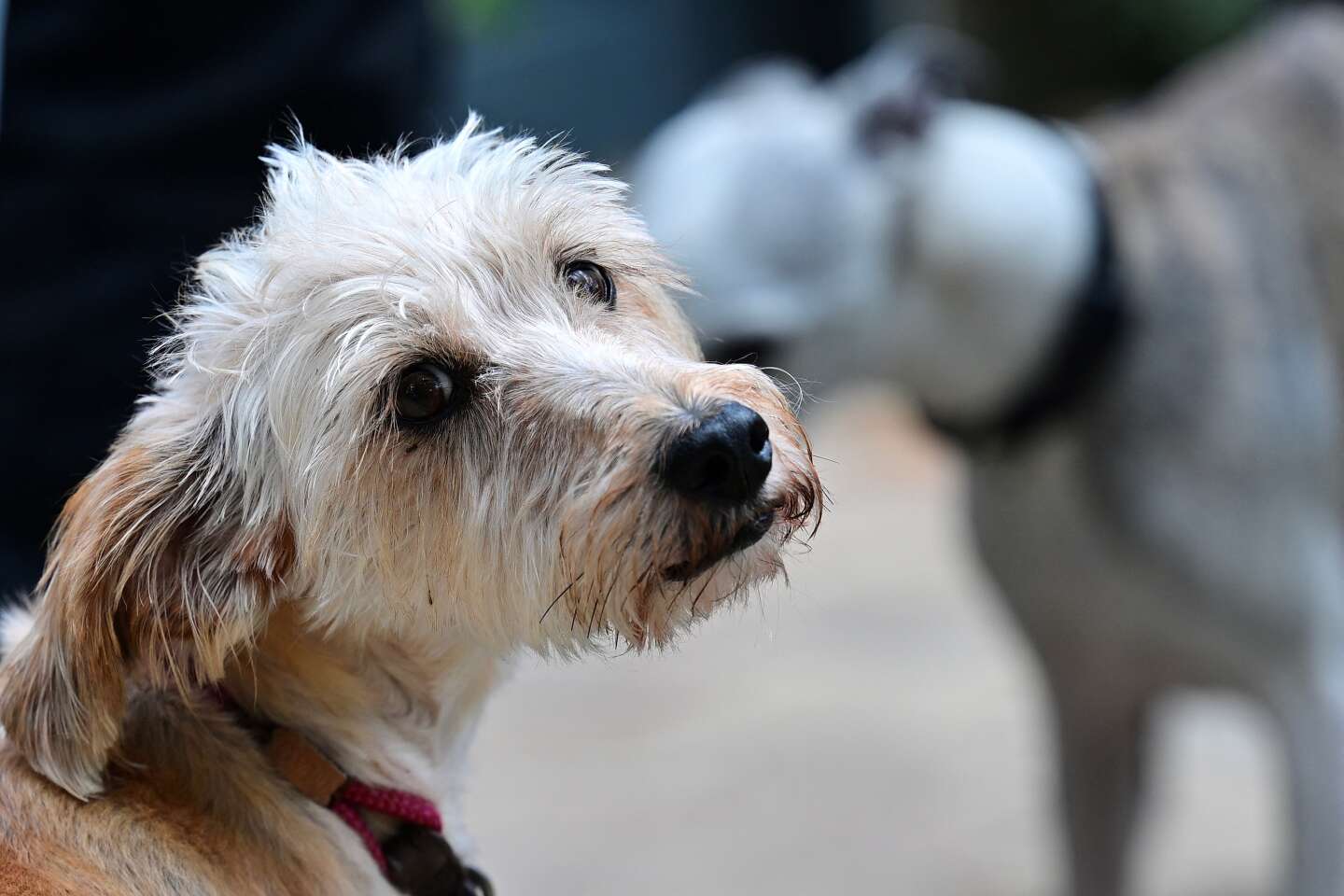 Le gouvernement veut renforcer la lutte contre les abandons d’animaux, mais sans accorder de moyens financiers supplémentaires