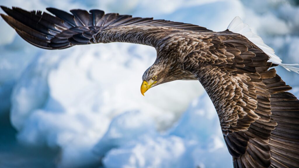 Les aigles modifient leur trajectoire de vol pour éviter la guerre en Ukraine