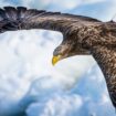 Les aigles modifient leur trajectoire de vol pour éviter la guerre en Ukraine