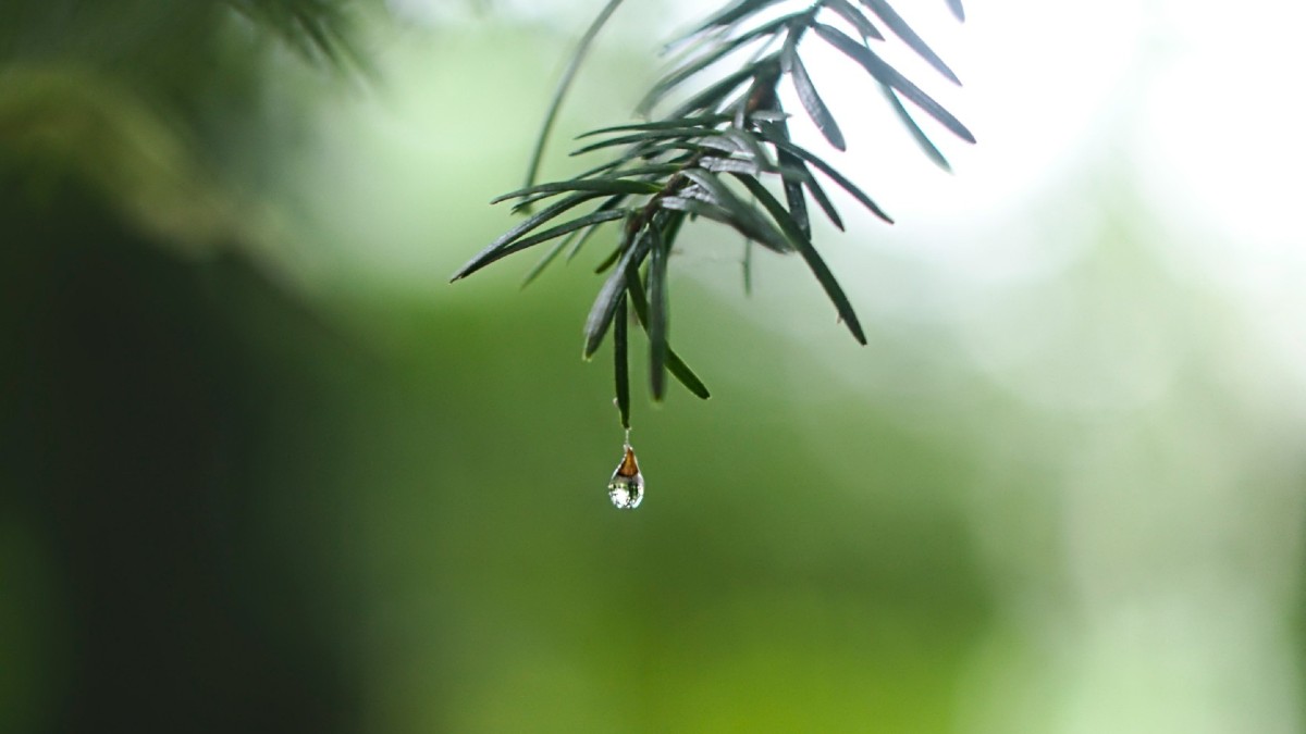 Les fortes pluies sont aussi une conséquence du changement climatique