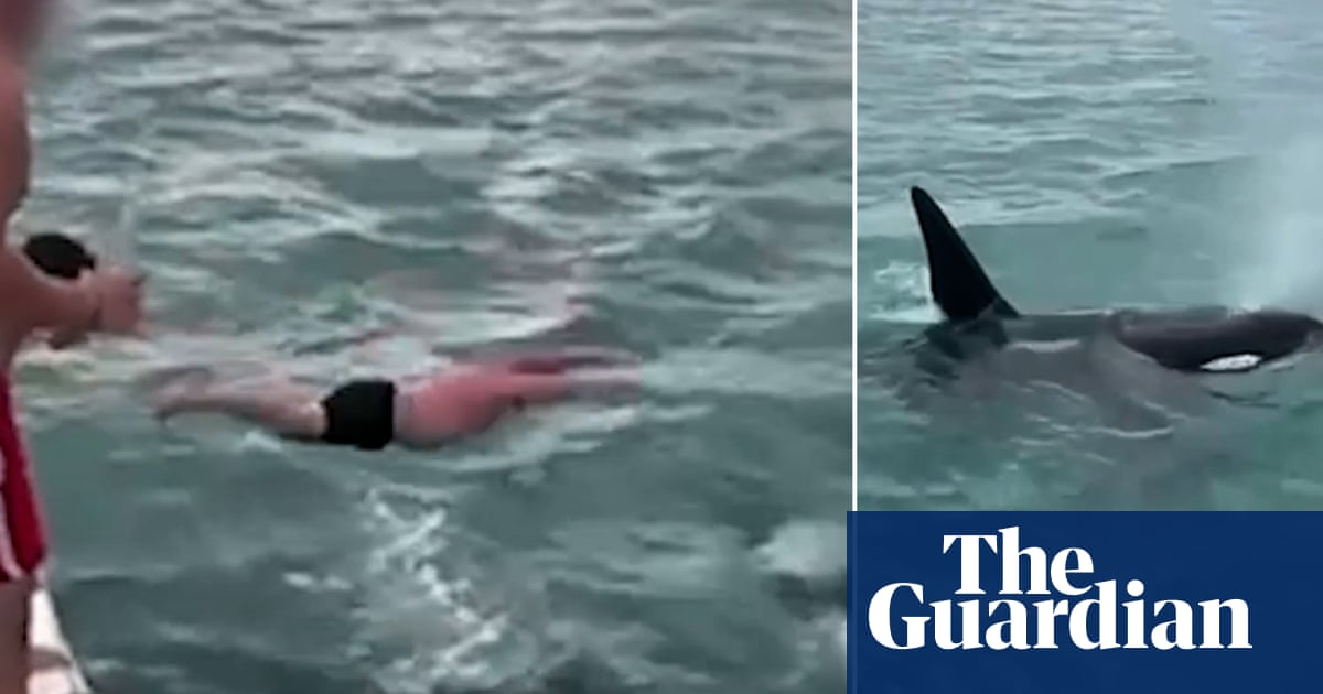 New Zealand man filmed trying to ‘body slam’ an orca in actions described as ‘idiotic’