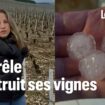 « On ne fera aucune récolte en 2024 » : à Chablis, toutes les vignes de Julie Fèvre ont été ravagées