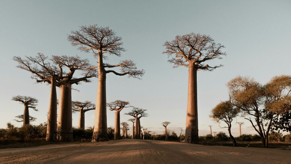 On sait maintenant d'où viennent les baobabs