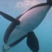 Orcas aren’t attacking boats — they’re just playful teens, scientists say