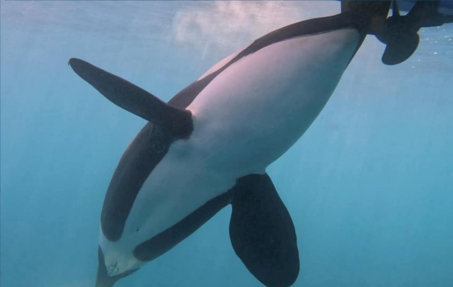 Orcas aren’t attacking boats — they’re just playful teens, scientists say