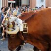 Polémica en la romería del Rocío, al dispararse las tasas de los bueyes