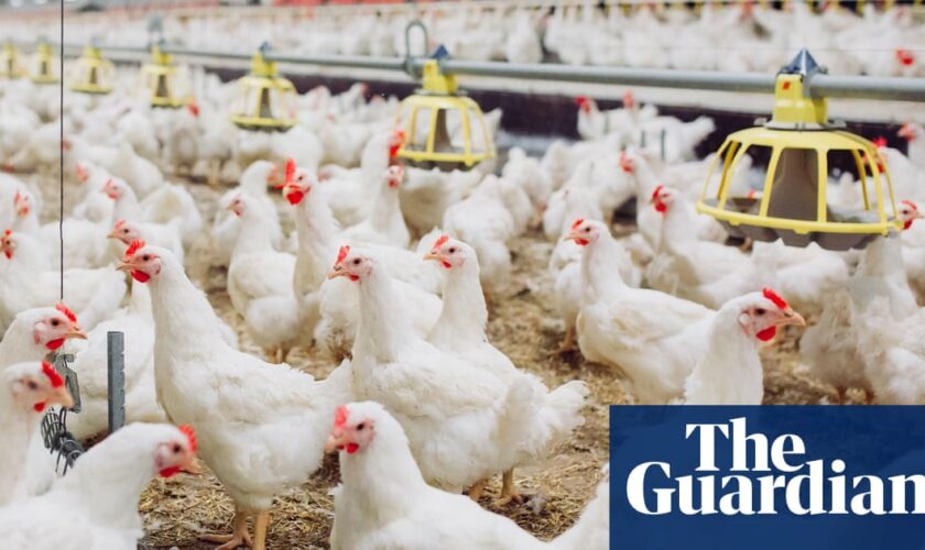 Post-Brexit rules on antibiotic use on farms water down EU laws, experts say