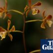 Scientists transplant soil fungi in race to save the world’s rthreatened orchids