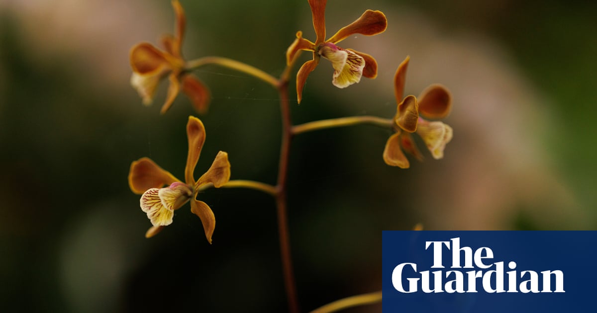 Scientists transplant soil fungi in race to save the world’s rthreatened orchids