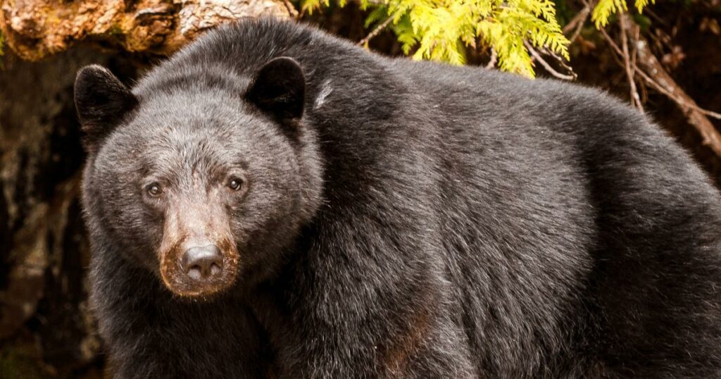 Se retrouver face à un homme ou à un ours ? Le débat qui agite les réseaux sociaux