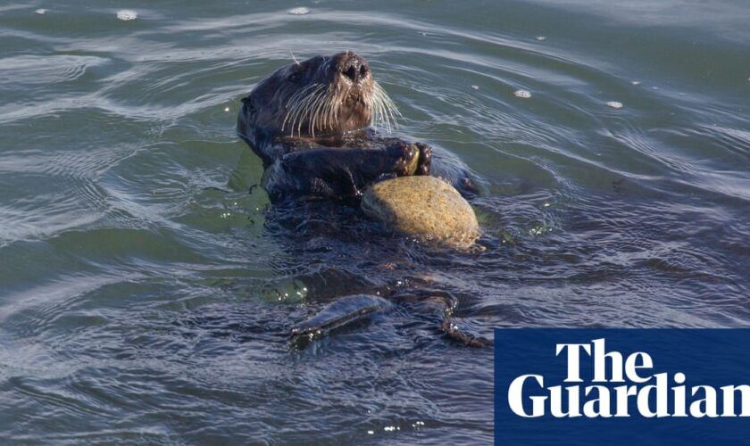 Sea otters use tools to open hard-shelled prey, saving their teeth, research reveals