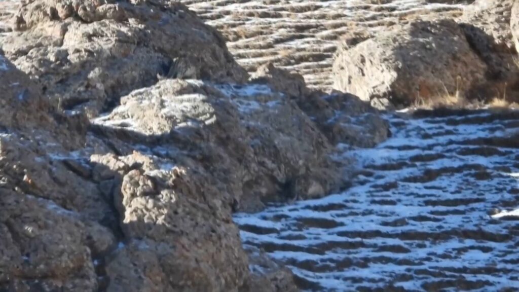 Suchbild: Augentest: Erkennen Sie die fast unsichtbaren Killer im Schnee?