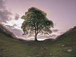 Two men, aged 31 and 38, are due to appear in court charged with criminal damage after destruction of historic Sycamore Gap tree which was felled in the dead of night
