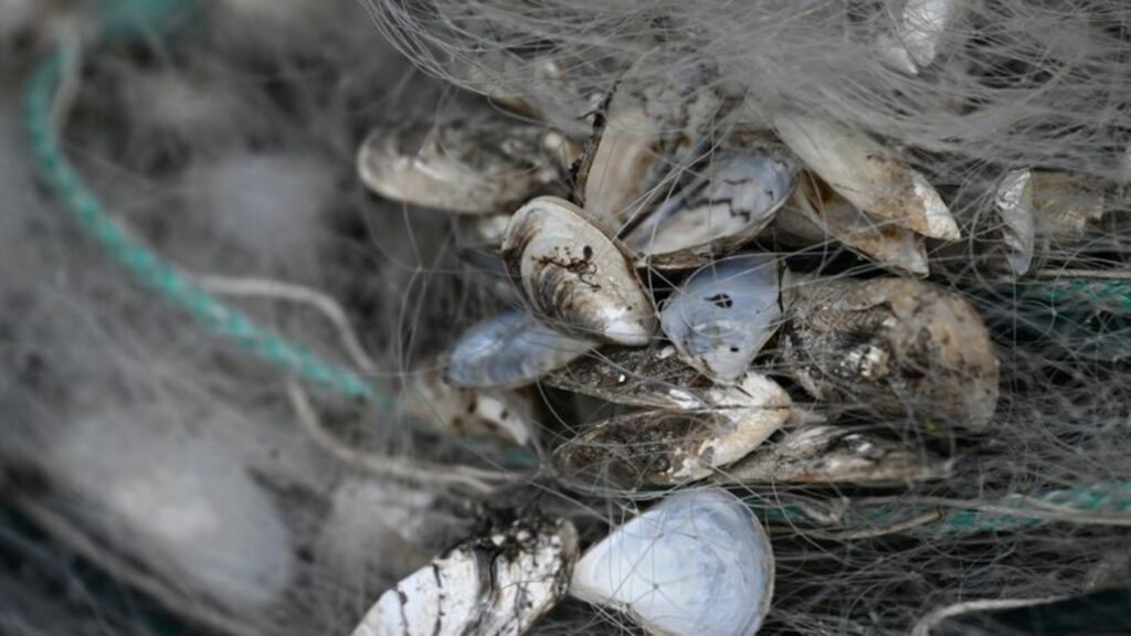 Quagga-Muscheln hängen in einem Fischernetz am Bodensee fest. Foto: Felix Kästle/dpa