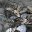 Quagga-Muscheln hängen in einem Fischernetz am Bodensee fest. Foto: Felix Kästle/dpa