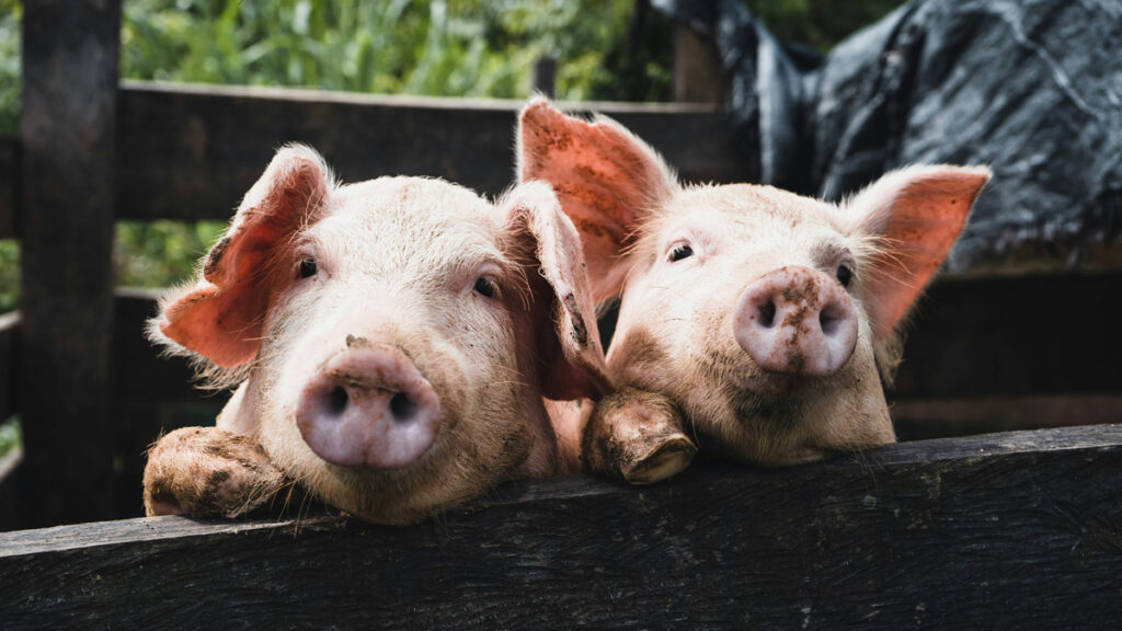 Un boucher ambulant tue par erreur des cochons de compagnie