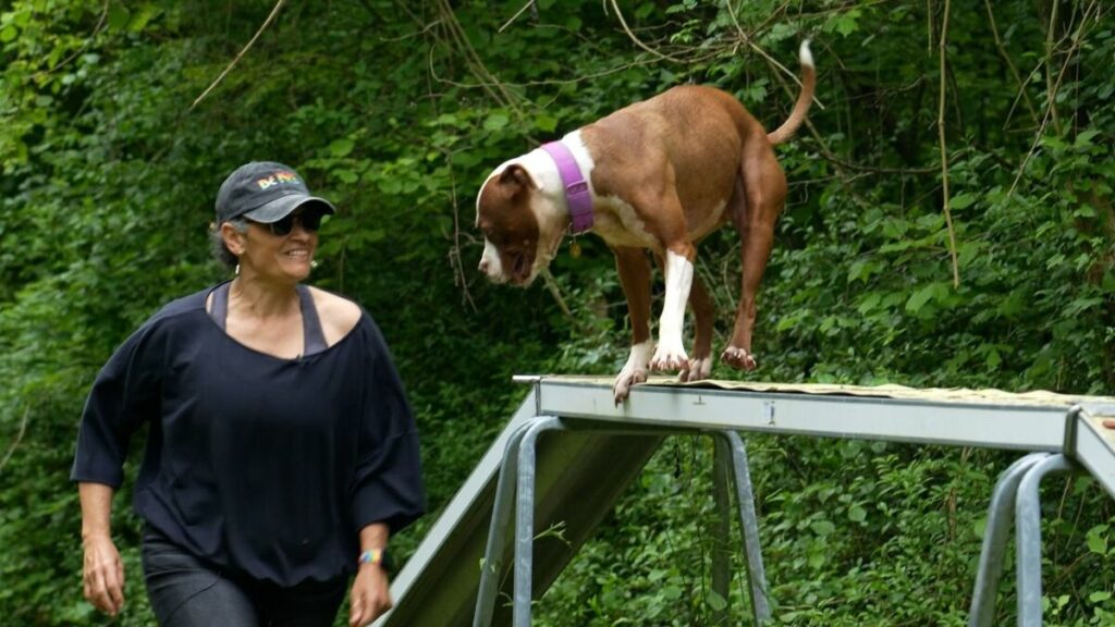 VIDÉO. « Aucun refuge n’en voulait » : les Crazy-dogs réhabilitent des chiens considérés comme dangereux