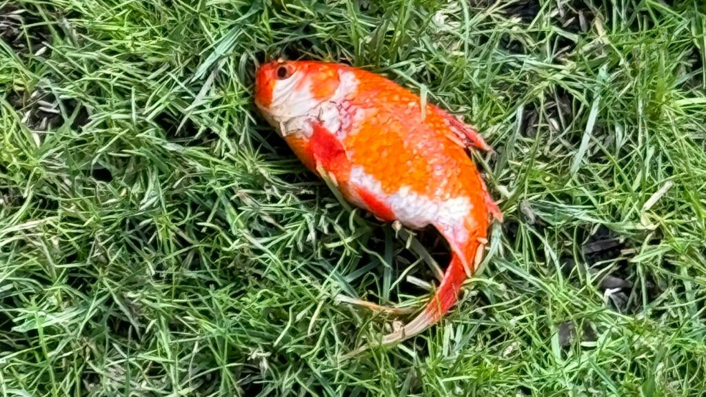 Handout photo dated 01/06/24 of a goldfish in Dr Ben Beska's garden. The junior doctor has gone viral on social media after finding a goldfish lying on his grass with "no idea" how it ended up in his garden. Dr Beska, 33, from Newcastle, said he saw a group of magpies squawking in his garden on Saturday and went out to investigate when he spotted the fish lying in the grass. Acting quickly, the NHS cardiology doctor retrieved the animal and placed it in a freezer drawer filled with water, saying