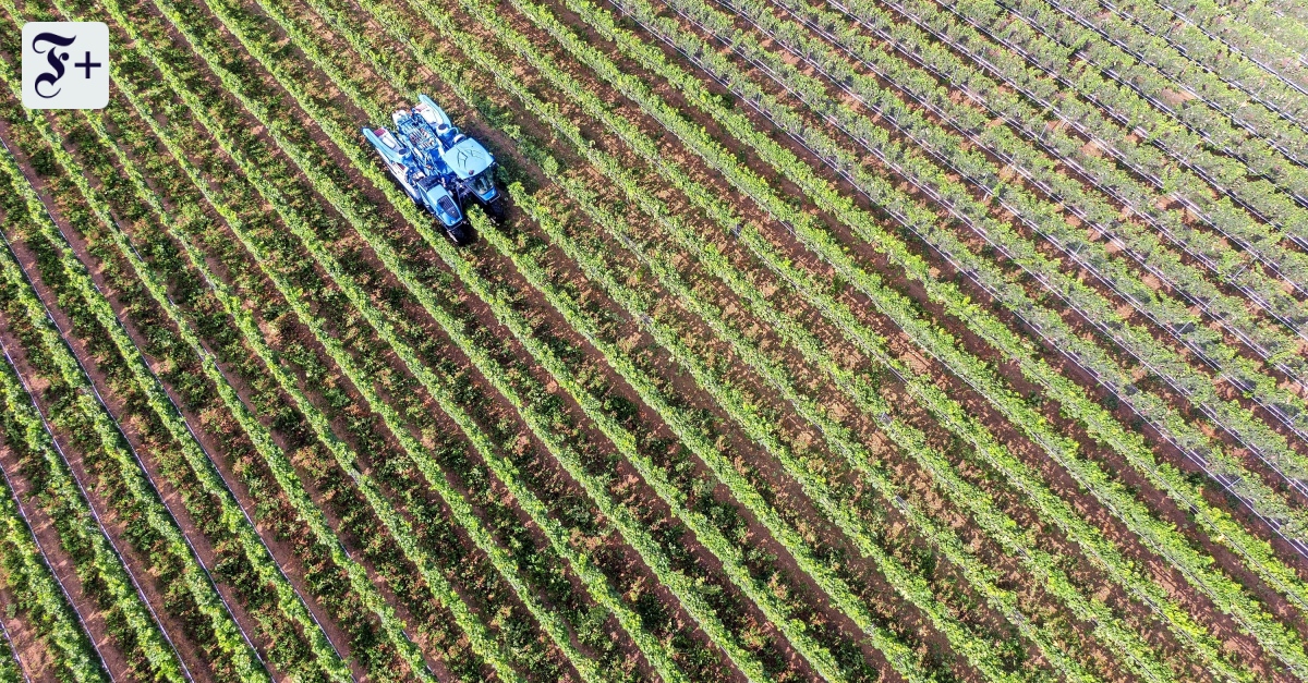 Wein aus dem hohen Norden: Fünf norddeutsche Beispiele und was sie können