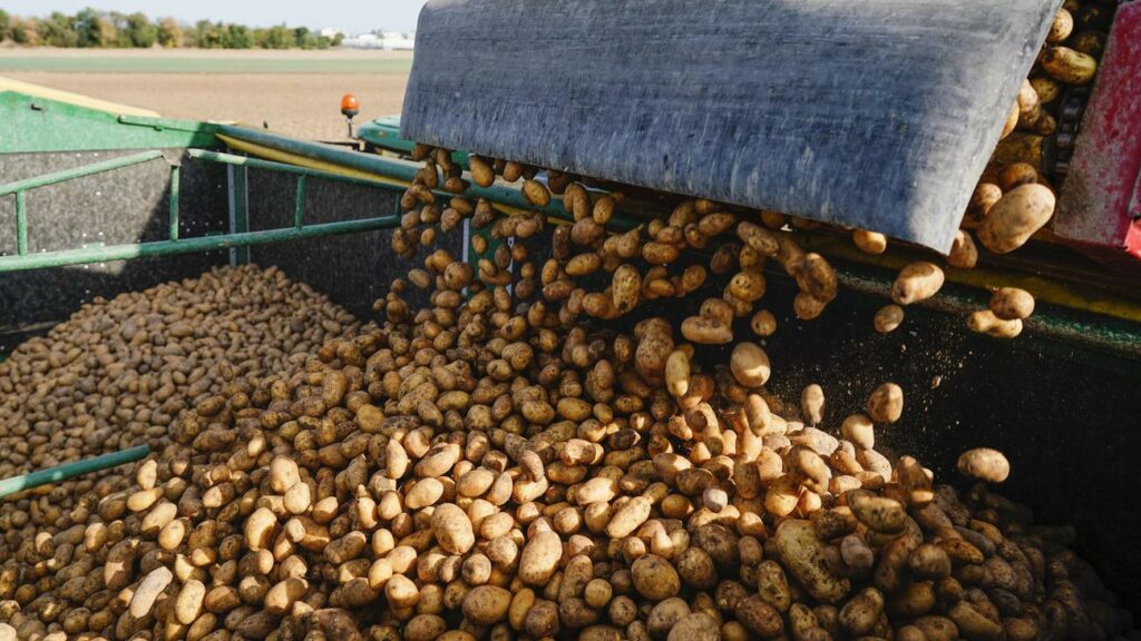 Lebensmittelpreise: Kartoffeln derzeit teurer als im Vorjahr