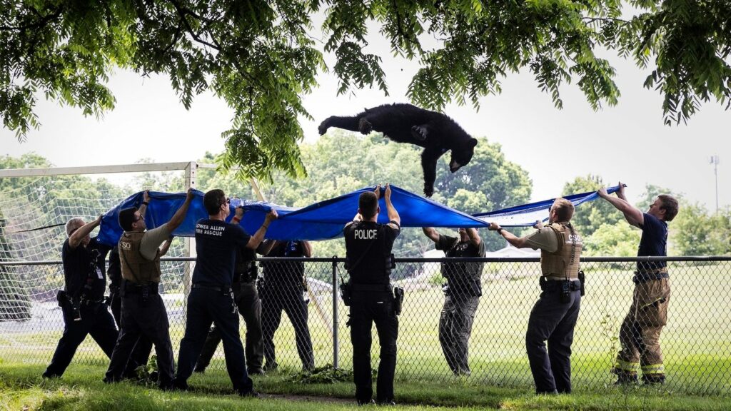 Tranquillised bear caught by rescuers as it falls from tree