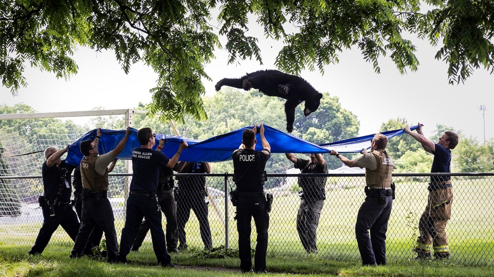 Tranquillised bear caught by rescuers as it falls from tree