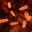 E.coli bacteria. Pic: Dr Microbe/iStock