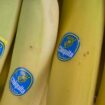 US-Bananenkonzern: Chiquita wegen Unterstützung von Paramilitärs verurteilt