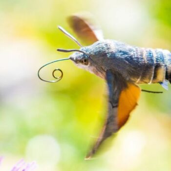 Viele der gen Süden ziehenden Insekten sind bekannte Gartenbewohner - so auch das Taubenschwänzchen. Foto: Will Hawkes/Universit