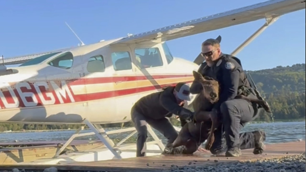 Alaska man, police officers rescue baby moose from 'sure demise' after getting stuck in a lake