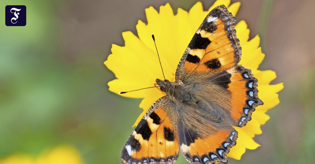 Renaturierungsgesetz: Müssen wir jetzt Schmetterlinge zählen?