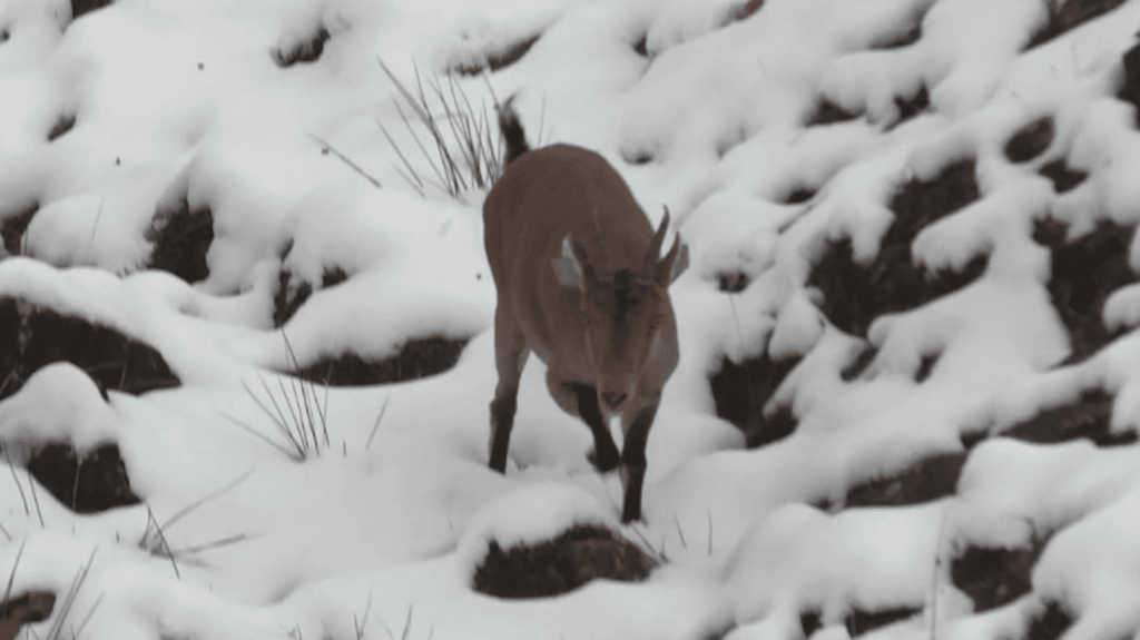 Biodiversité : dix ans après sa réintroduction dans les Pyrénées, le bouquetin ibérique s’est réadapté