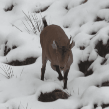 Biodiversité : dix ans après sa réintroduction dans les Pyrénées, le bouquetin ibérique s’est réadapté