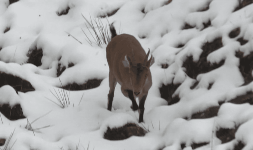 Biodiversité : dix ans après sa réintroduction dans les Pyrénées, le bouquetin ibérique s’est réadapté