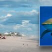 Shark bites teenager's leg in attack at North Carolina beach