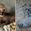 Cheetah cub, an 'only child,' is moved into ‘foster family’ to increase its odds of survival