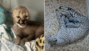 Cheetah cub, an 'only child,' is moved into ‘foster family’ to increase its odds of survival
